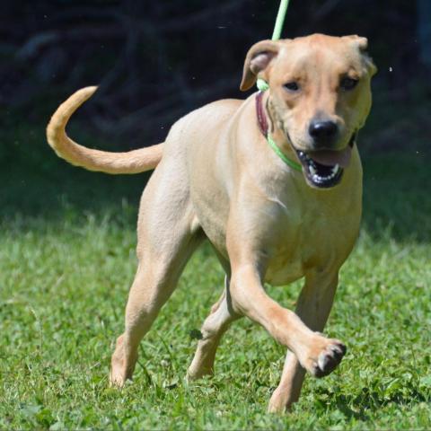 Callie, an adoptable Hound in Middletown, NY, 10940 | Photo Image 4