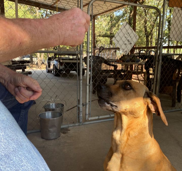 Dog for adoption - Luna, a Rhodesian Ridgeback in Paradise, TX | Petfinder