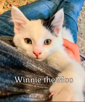 Winnie the Moo