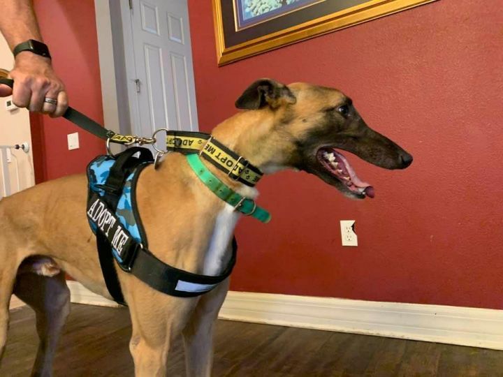 L's Tut, an adopted Greyhound in Dade City, FL_image-2