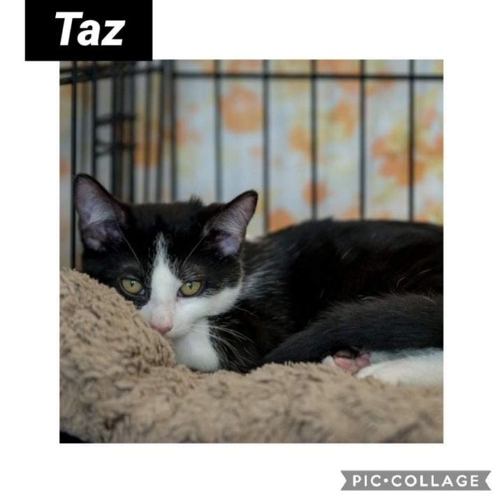 Tazz 1