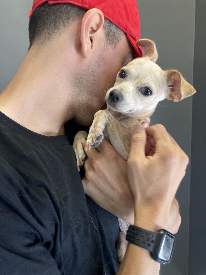 Guerra, an adopted Chihuahua in Studio City, CA_image-2