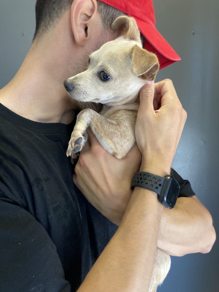 Guerra, an adopted Chihuahua in Studio City, CA_image-4