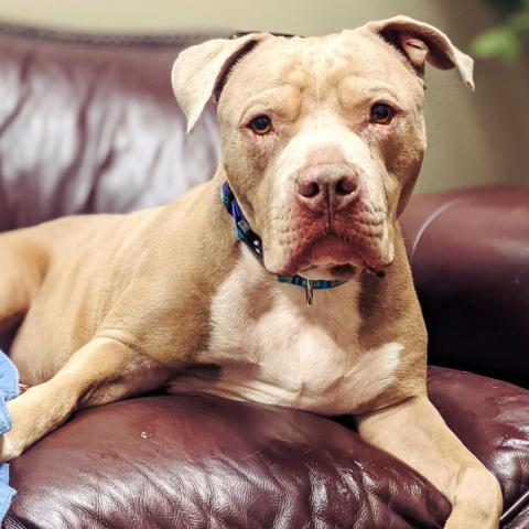 Zeus, an adoptable Pit Bull Terrier in Fresno, CA, 93725 | Photo Image 2