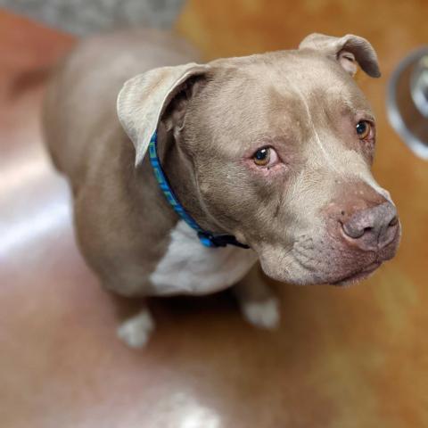 Zeus, an adoptable Pit Bull Terrier in Fresno, CA, 93725 | Photo Image 3