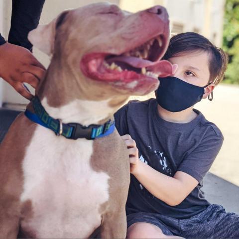 Zeus, an adoptable Pit Bull Terrier in Fresno, CA, 93725 | Photo Image 5