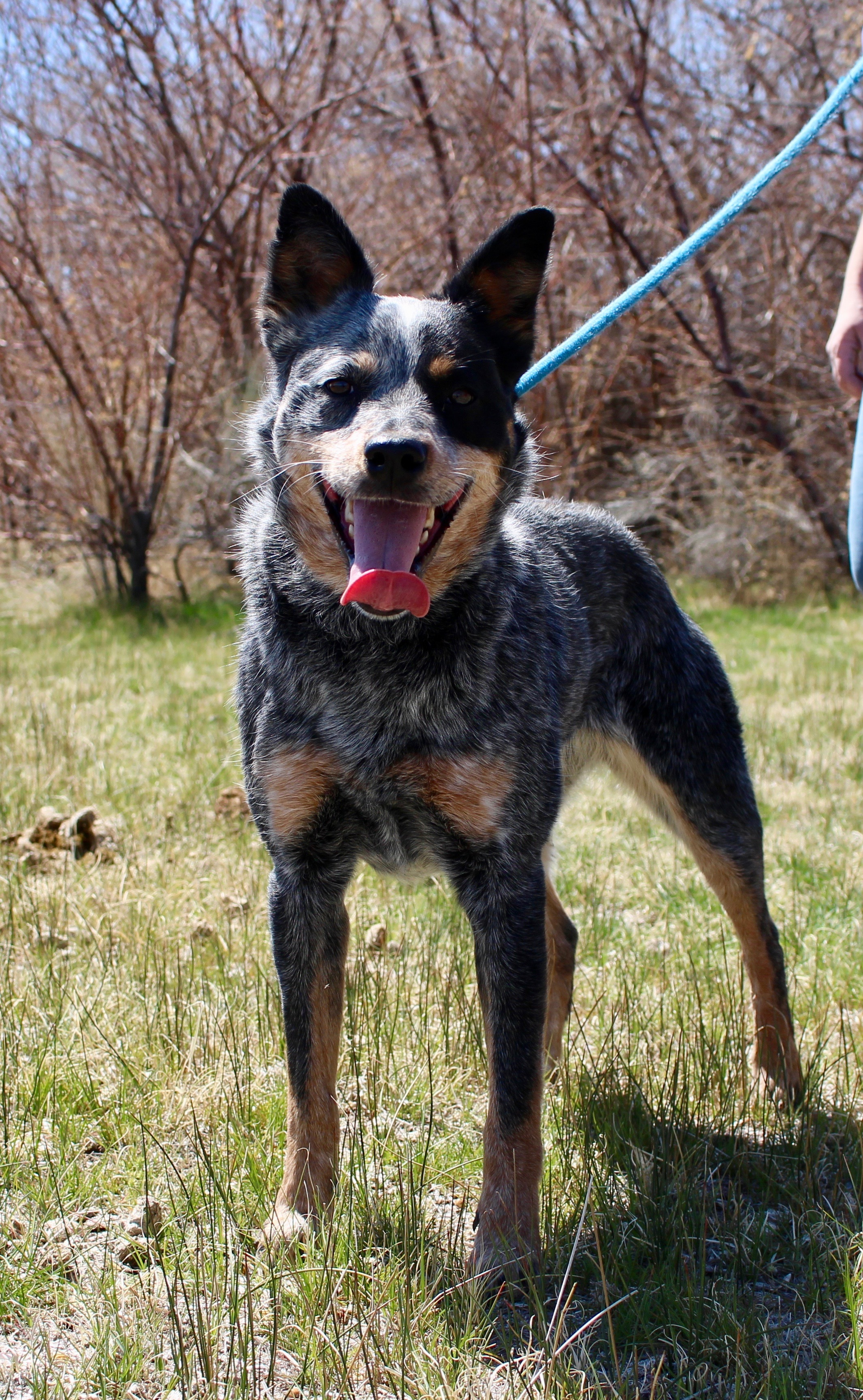 Brindle, an adoptable Australian Cattle Dog / Blue Heeler in Grantsville, UT, 84029 | Photo Image 1