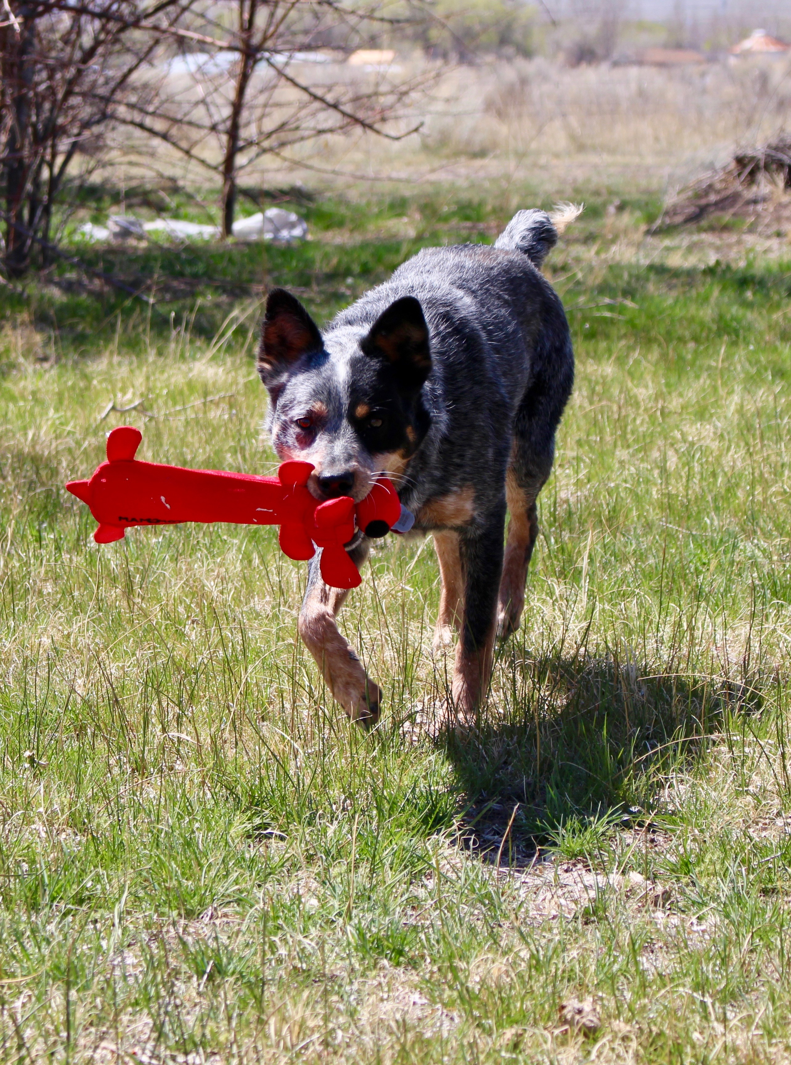 Brindle, an adoptable Australian Cattle Dog / Blue Heeler in Grantsville, UT, 84029 | Photo Image 2