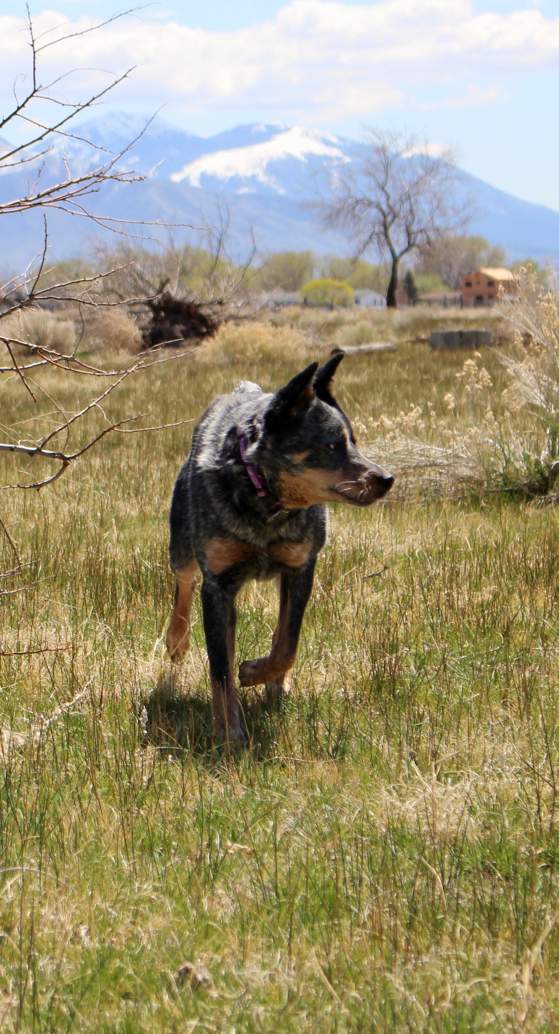 Brindle, an adoptable Australian Cattle Dog / Blue Heeler in Grantsville, UT, 84029 | Photo Image 3