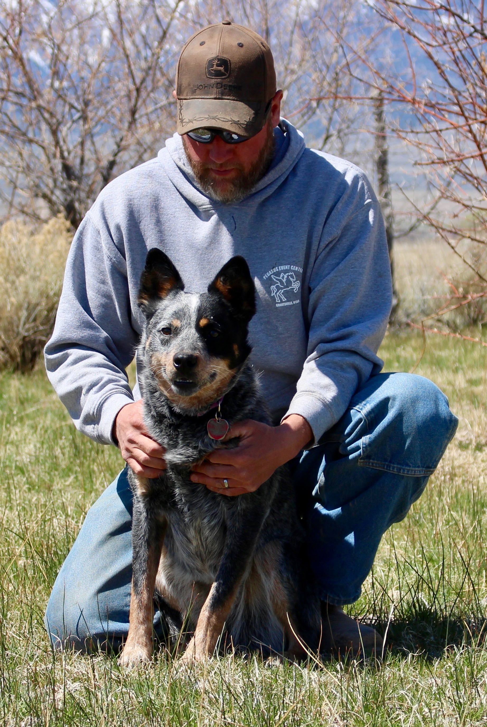 Brindle, an adoptable Australian Cattle Dog / Blue Heeler in Grantsville, UT, 84029 | Photo Image 4