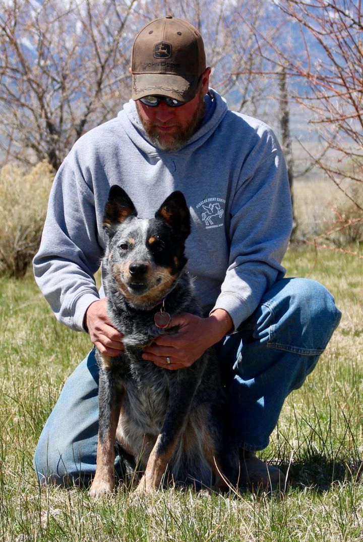 Adult blue hot sale heeler