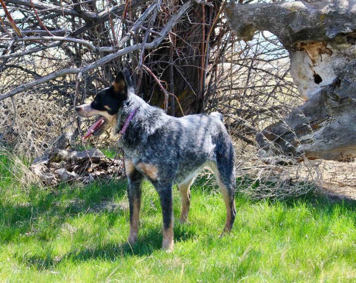 Dog for adoption - Brindle, an Australian Cattle Dog / Blue Heeler in ...