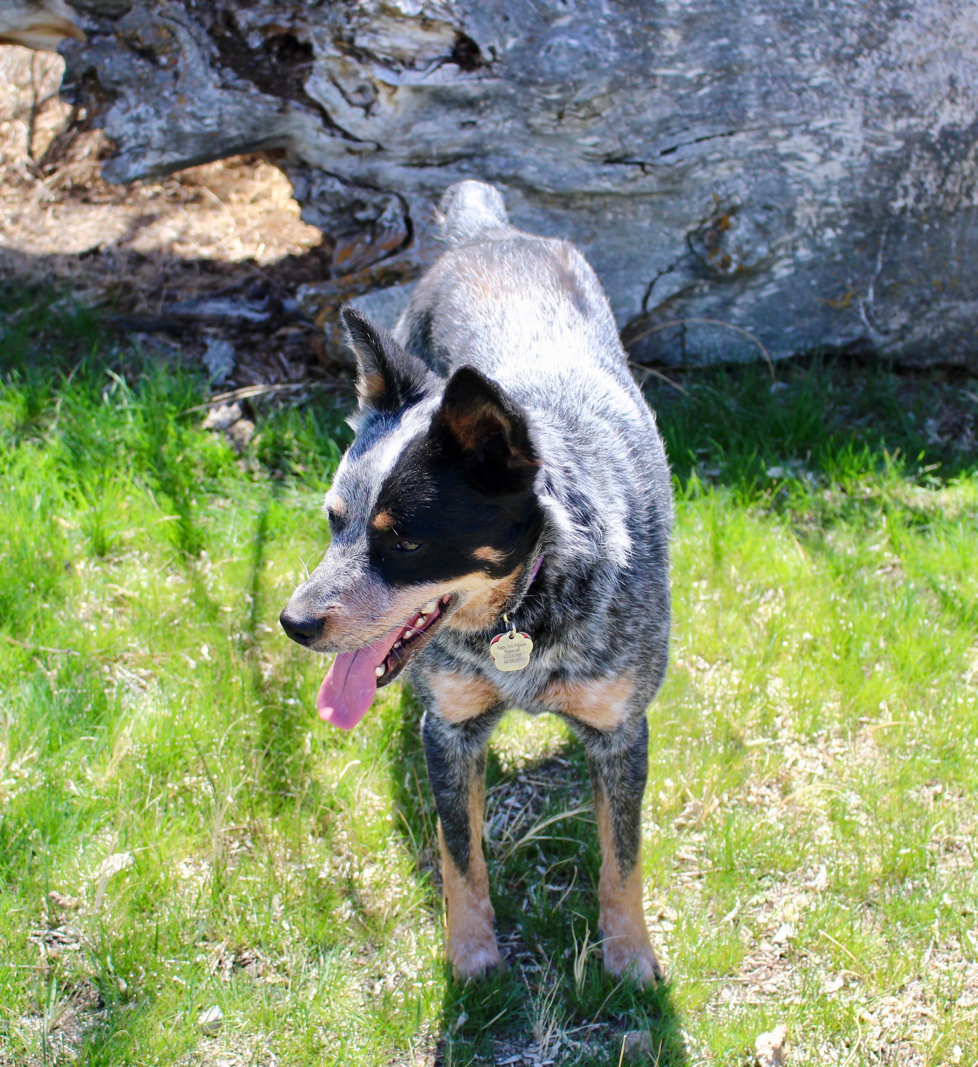 Brindle, an adoptable Australian Cattle Dog / Blue Heeler in Grantsville, UT, 84029 | Photo Image 6