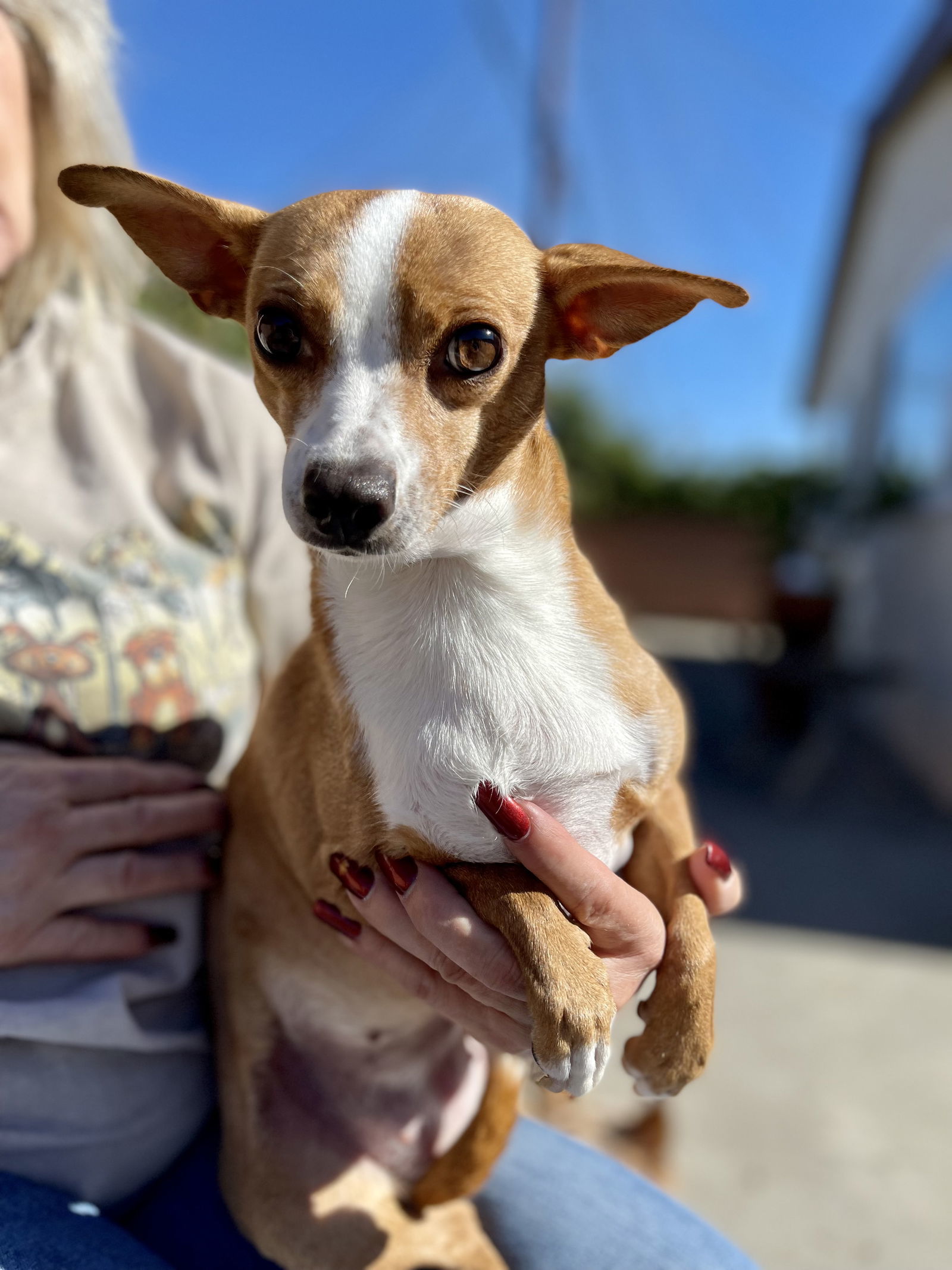 Sandy, an adoptable Parson Russell Terrier, Jack Russell Terrier in Capistrano Beach, CA, 92624 | Photo Image 1