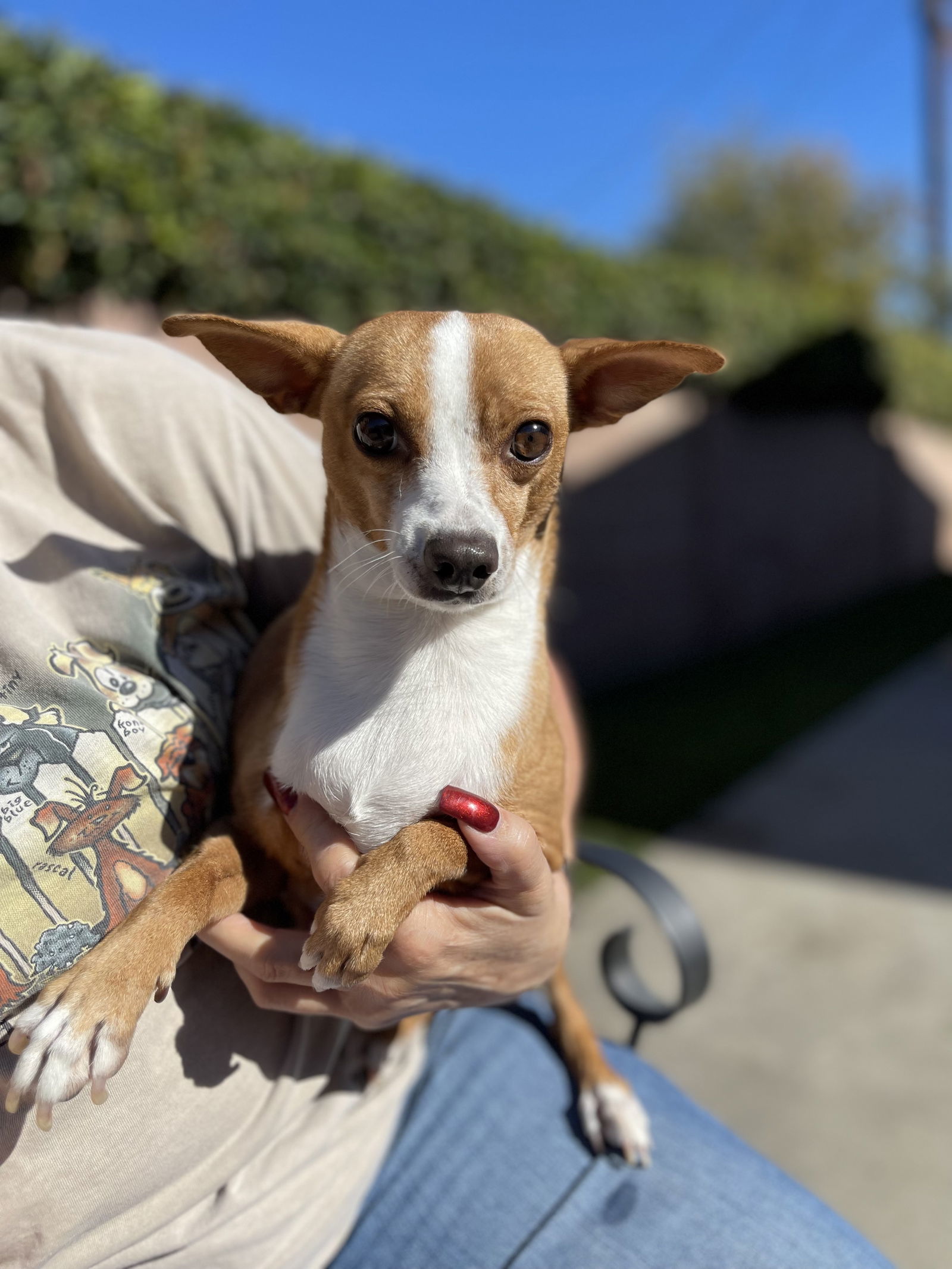 Sandy, an adoptable Parson Russell Terrier, Jack Russell Terrier in Capistrano Beach, CA, 92624 | Photo Image 2