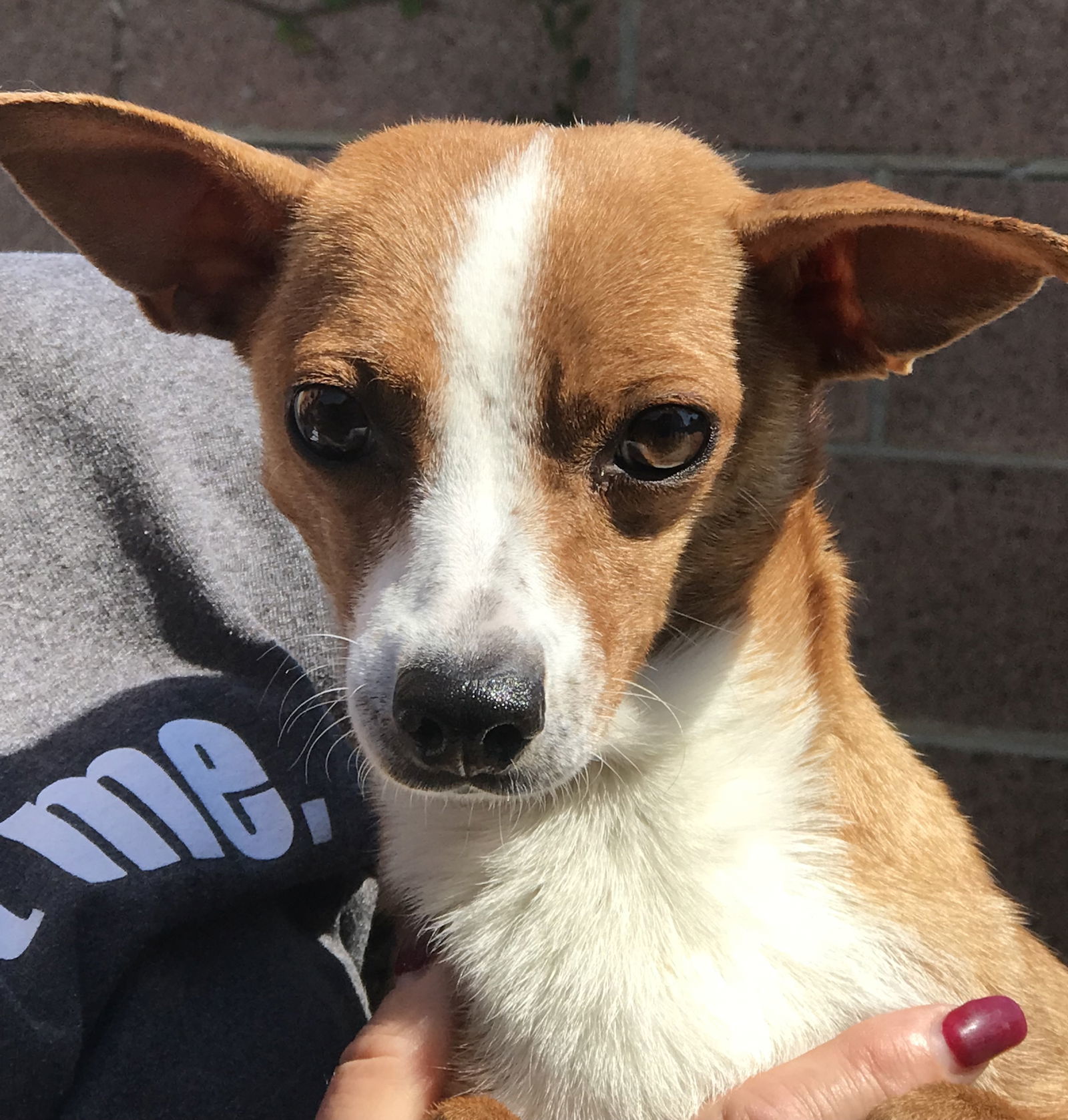 Sandy, an adoptable Parson Russell Terrier, Jack Russell Terrier in Capistrano Beach, CA, 92624 | Photo Image 3