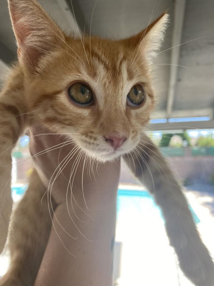 Cheddar (Pre-adopt only) 2