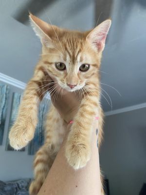 Cheddar (Pre-adopt only)