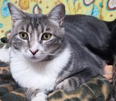 Bindi (Courtesy Post), an adoptable Tabby in San Jose, CA, 95112 | Photo Image 1