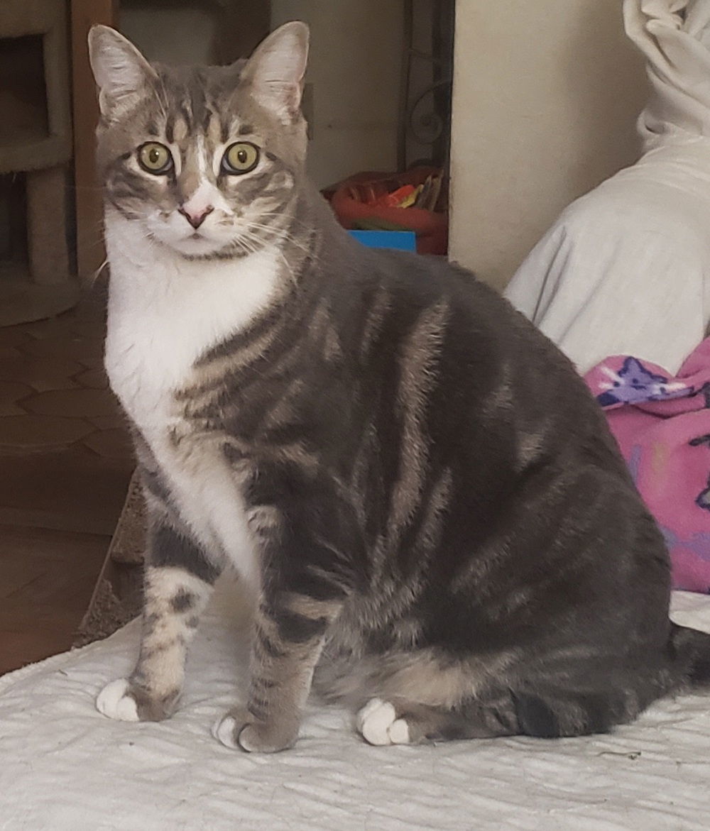 Bindi (Courtesy Post), an adoptable Tabby in San Jose, CA, 95112 | Photo Image 2