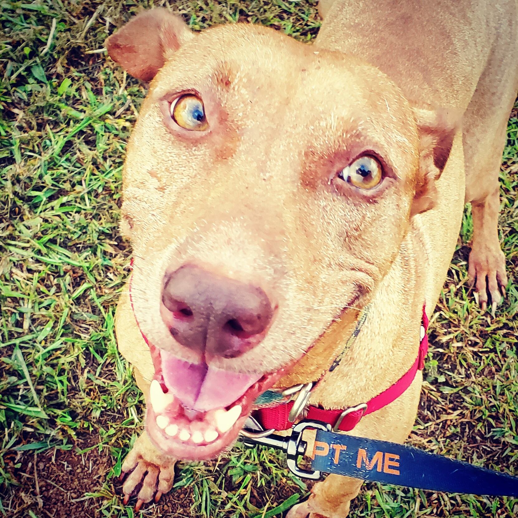 Hannah, an adoptable Hound, Vizsla in Portland, OR, 97219 | Photo Image 1