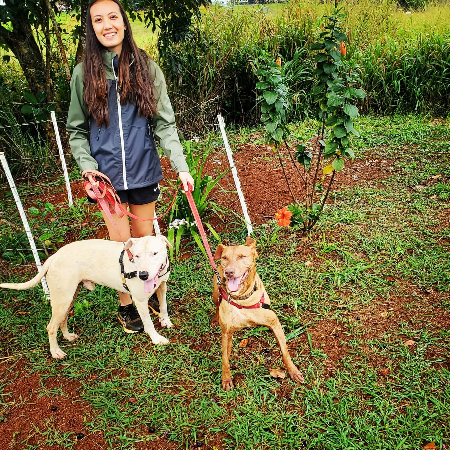 Hannah, an adoptable Hound, Vizsla in Portland, OR, 97219 | Photo Image 6