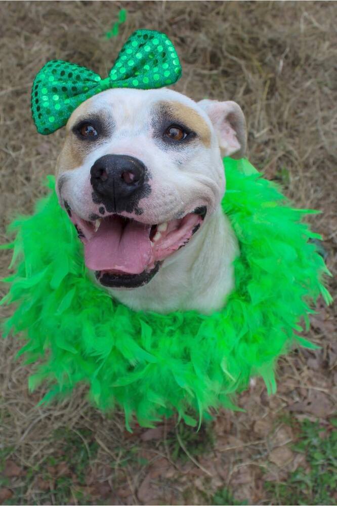 Maybelle, an adoptable American Bulldog in Troy, AL, 36081 | Photo Image 2