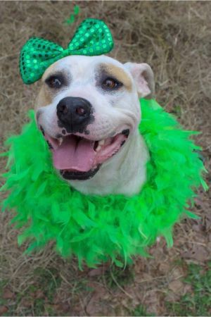 Maybelle, Adult Female American Bulldog
