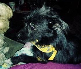 Dog for adoption - Little Lady, a Shih Tzu & Chihuahua Mix ...