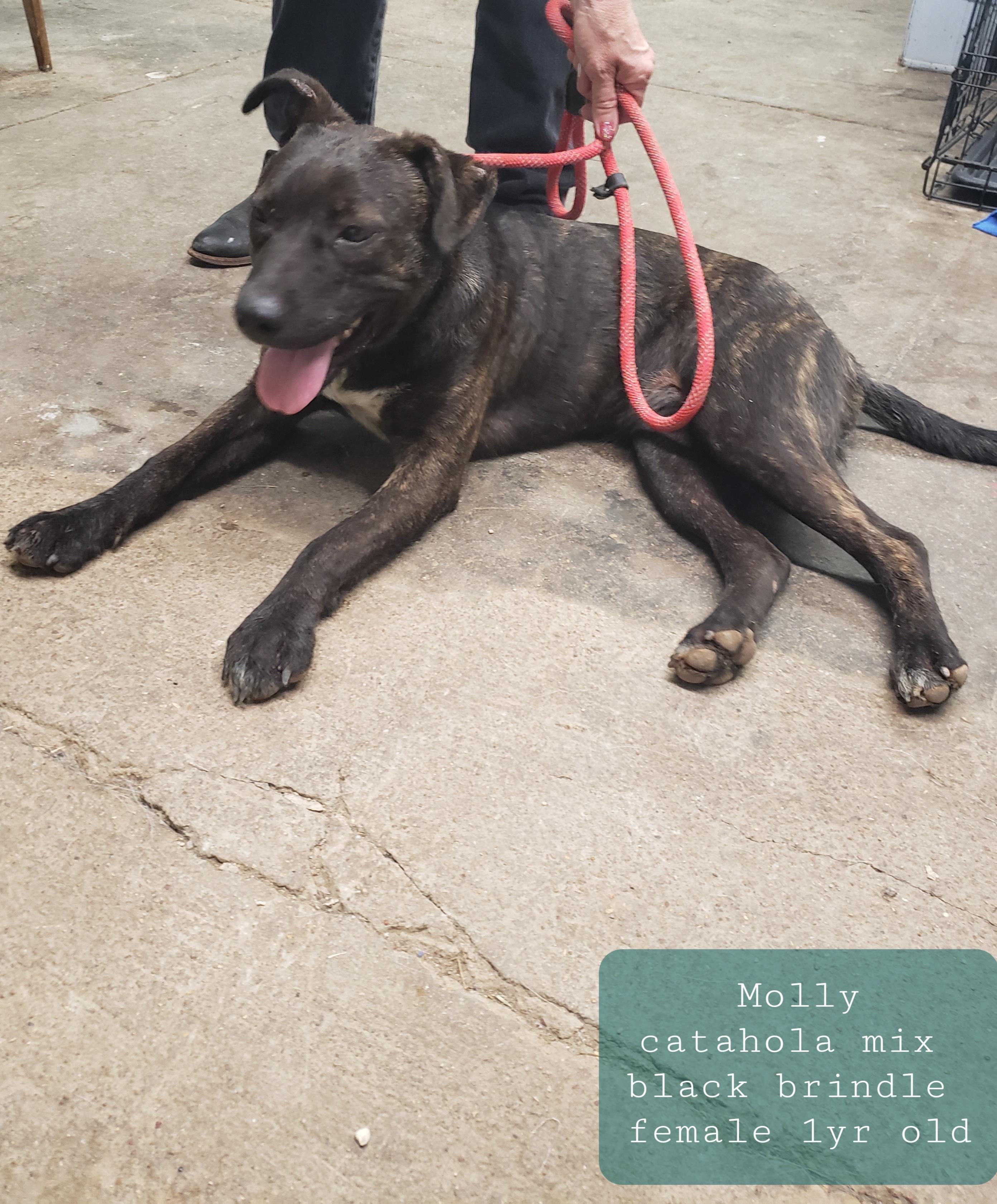 Molly, an adoptable Catahoula Leopard Dog in Ballinger, TX, 76821 | Photo Image 1