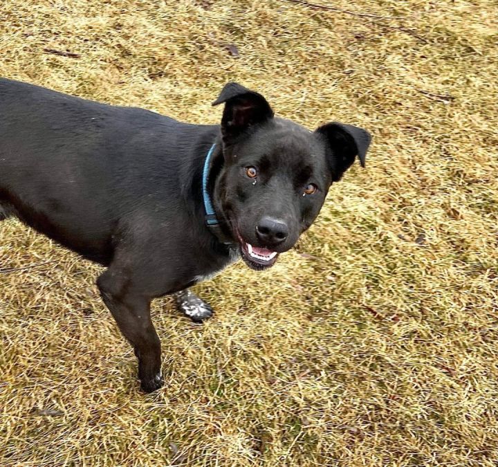 Wylie , an adoptable Labrador Retriever Mix in Neillsville, WI_image-5