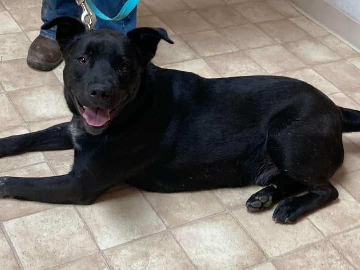 Wylie , an adoptable Labrador Retriever Mix in Neillsville, WI_image-6