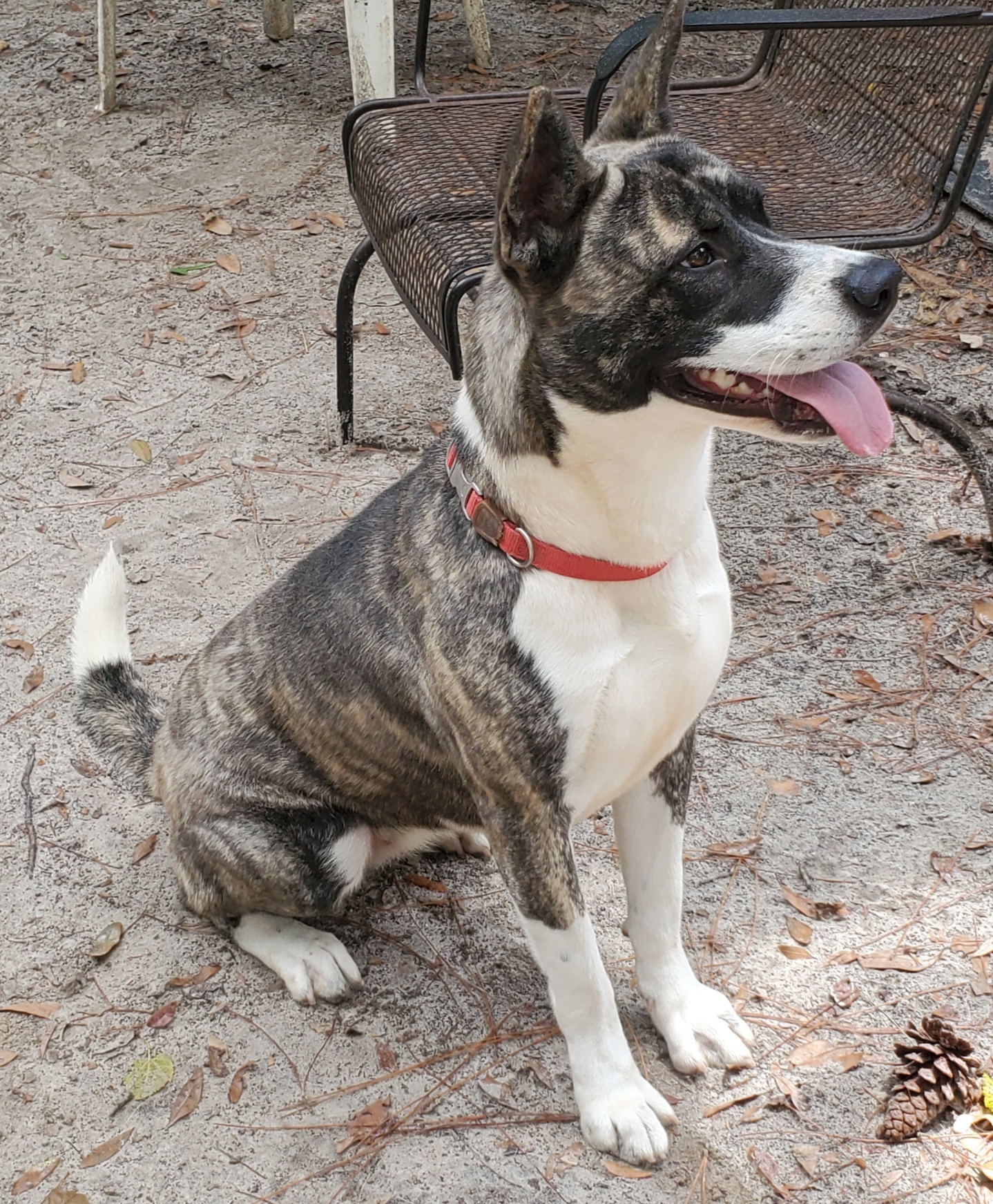 Harmony, an adoptable Akita in Jacksonville, FL, 32207 | Photo Image 2