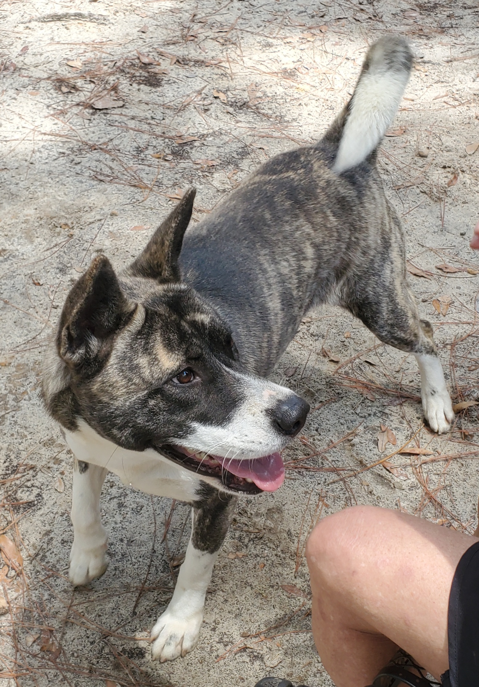 Harmony, an adoptable Akita in Jacksonville, FL, 32207 | Photo Image 3