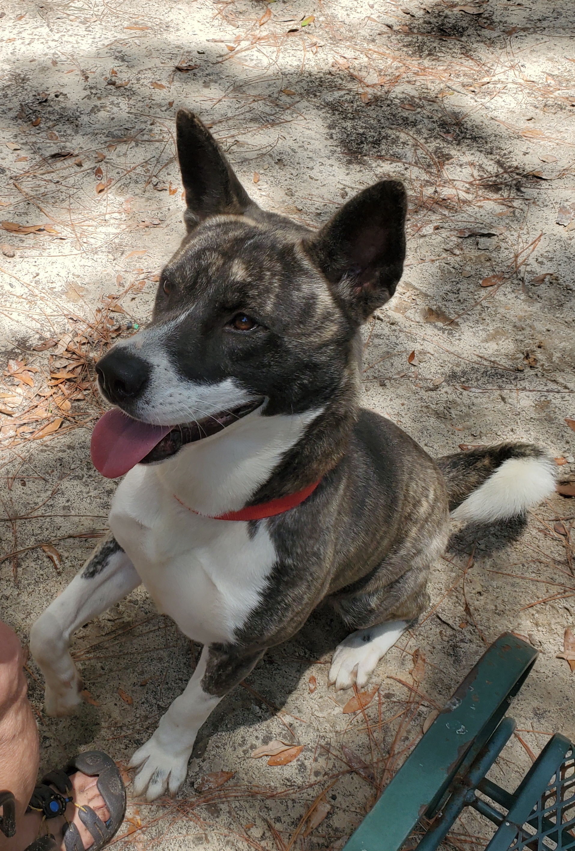 Harmony, an adoptable Akita in Jacksonville, FL, 32207 | Photo Image 1