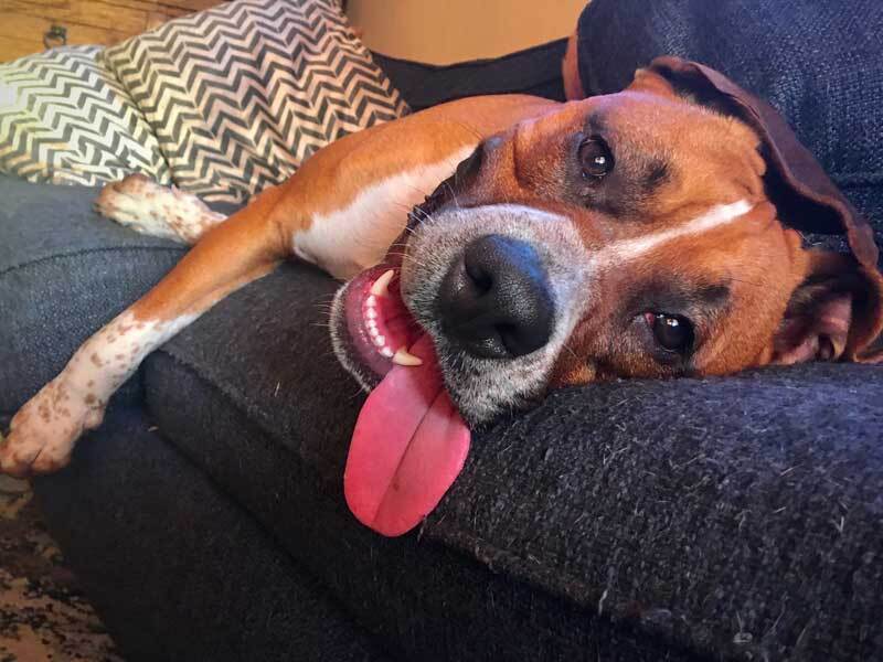 Gunner, an adoptable Boxer, Cattle Dog in Davis, CA, 95616 | Photo Image 2