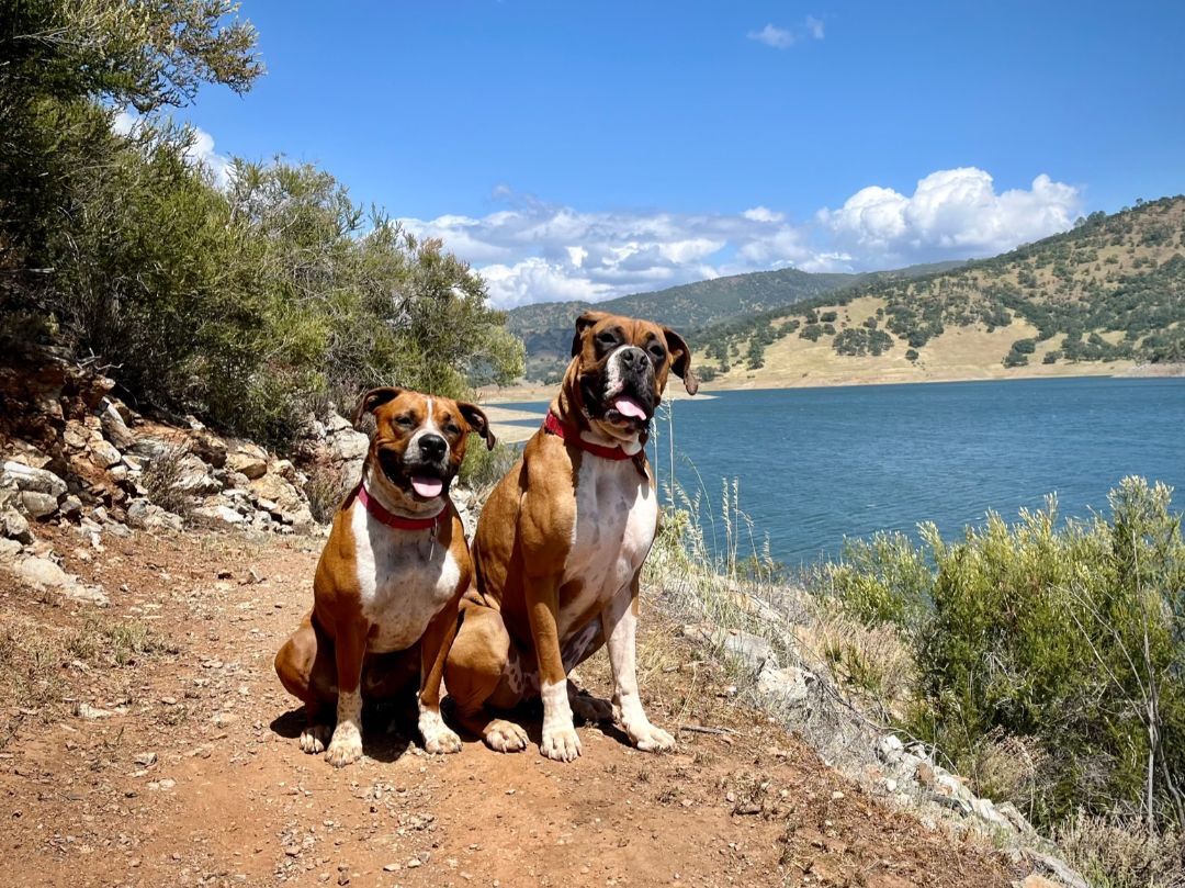 Gunner, an adoptable Boxer, Cattle Dog in Davis, CA, 95616 | Photo Image 3