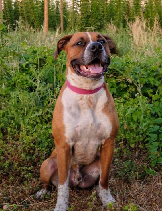Gunner, an adoptable Boxer, Cattle Dog in Davis, CA, 95616 | Photo Image 1