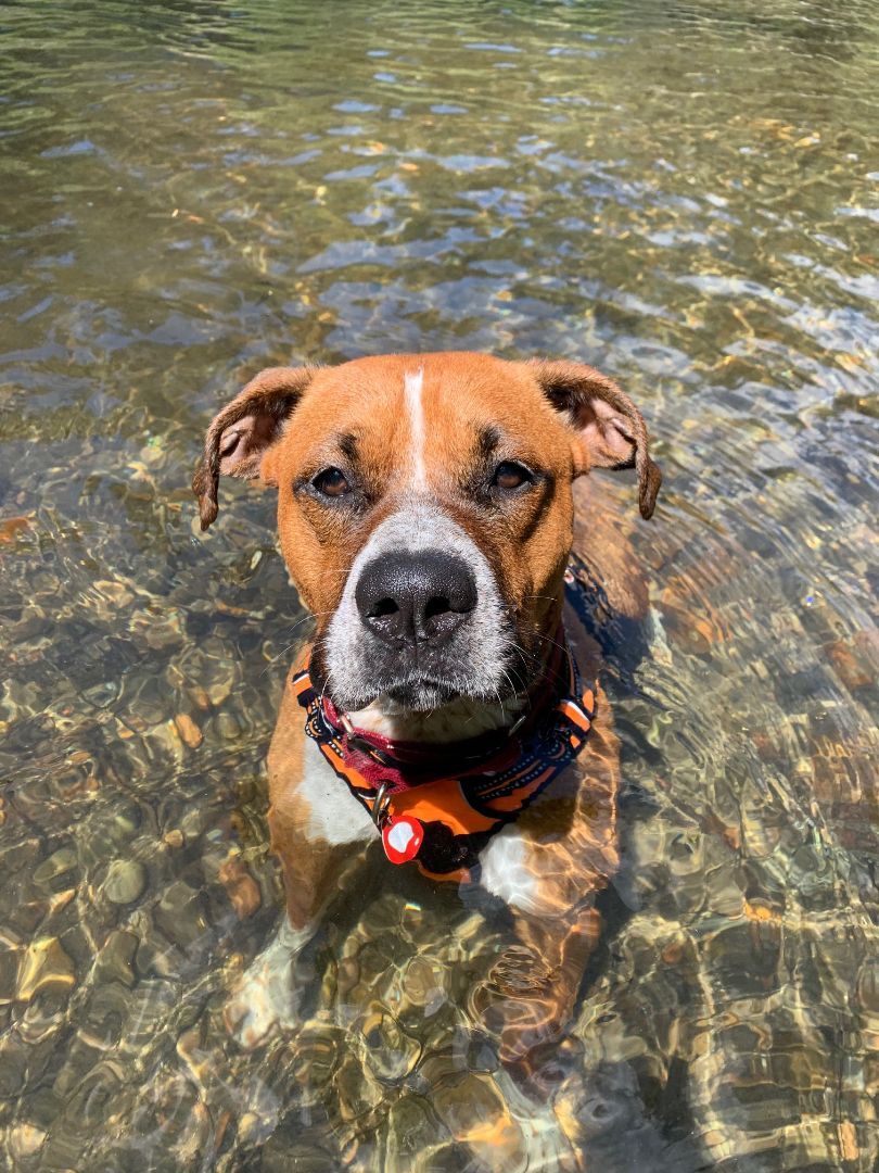 Gunner, an adoptable Boxer, Cattle Dog in Davis, CA, 95616 | Photo Image 5