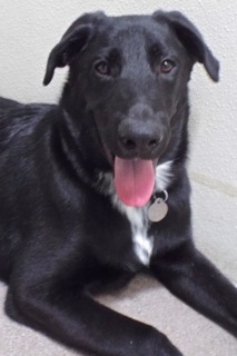 Andy, an adoptable Labrador Retriever in Green Valley, AZ, 85614 | Photo Image 4