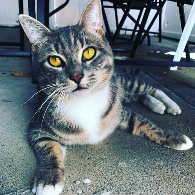 Catsanova, an adoptable Tabby in Tustin, CA_image-1