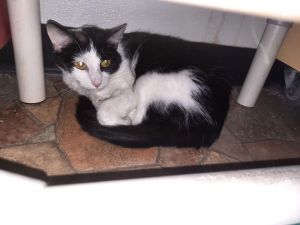 Grace, Young Female Domestic Short Hair
