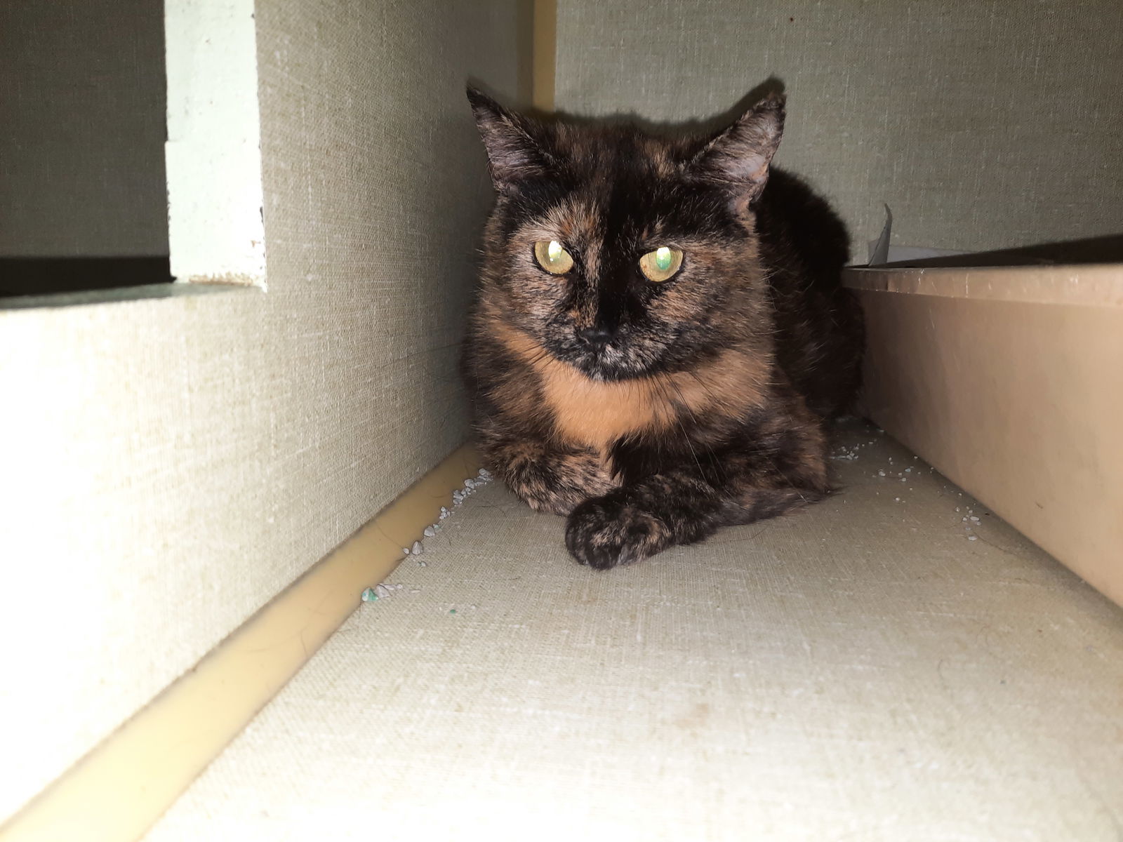 Gloria, an adoptable Tortoiseshell, Domestic Short Hair in Iroquois, IL, 60945 | Photo Image 1