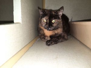 Gloria, Young Female Tortoiseshell