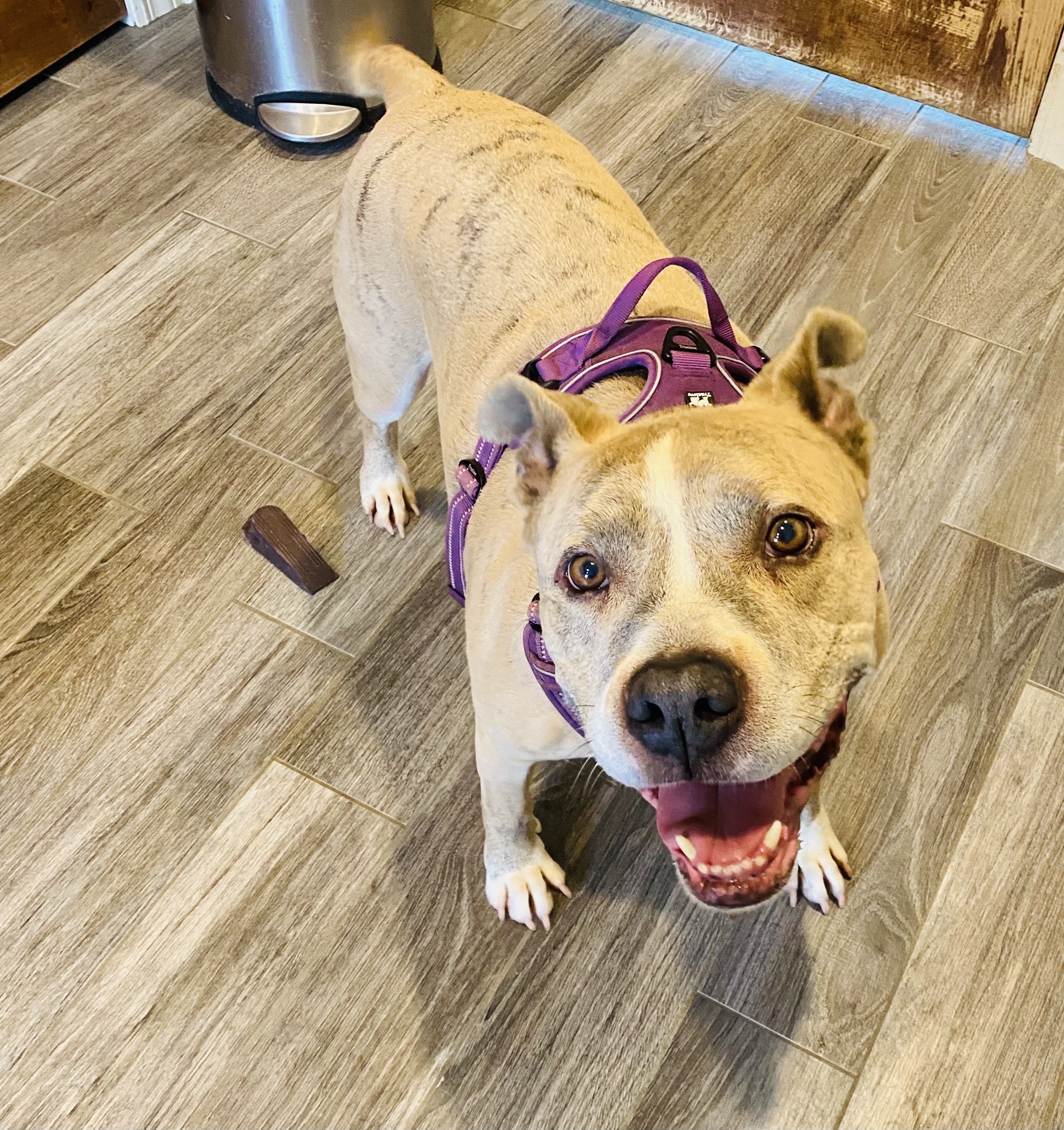 George, an adoptable Pit Bull Terrier in Manhattan, IL, 60442 | Photo Image 4