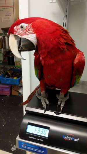 Pet birds sales near me