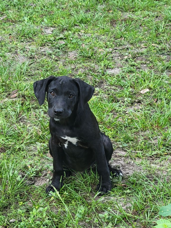 Carbon, an adopted Labrador Retriever Mix in Waynesville, GA_image-2