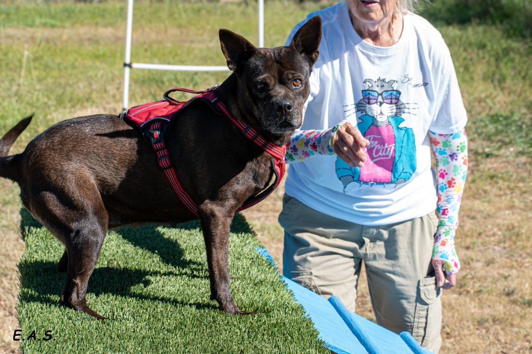 Dusty, an adoptable Boston Terrier, Chihuahua in Mayer, AZ, 86333 | Photo Image 1