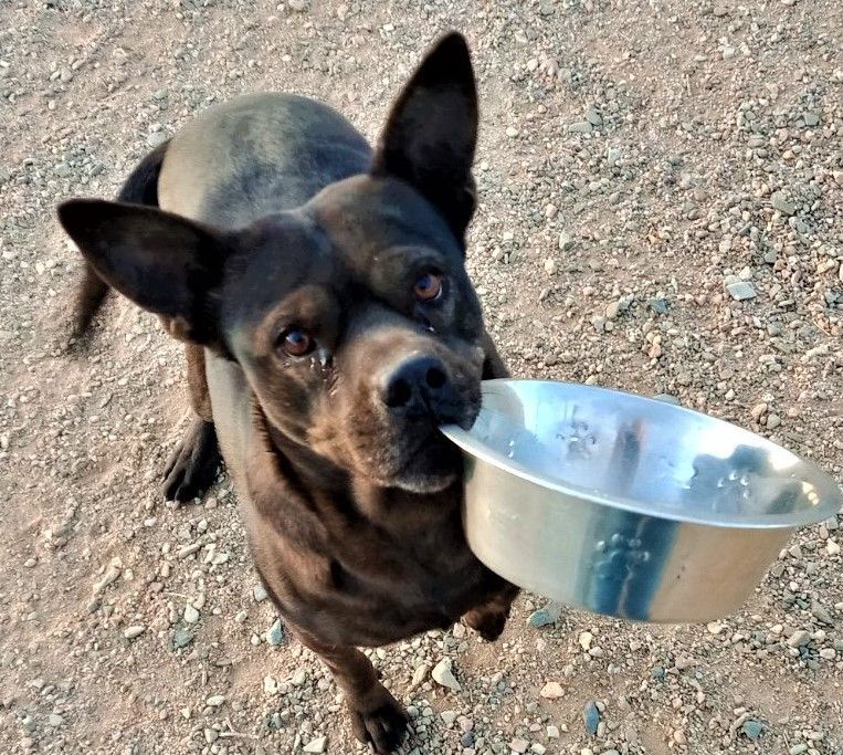 Dusty, an adoptable Boston Terrier, Chihuahua in Mayer, AZ, 86333 | Photo Image 6