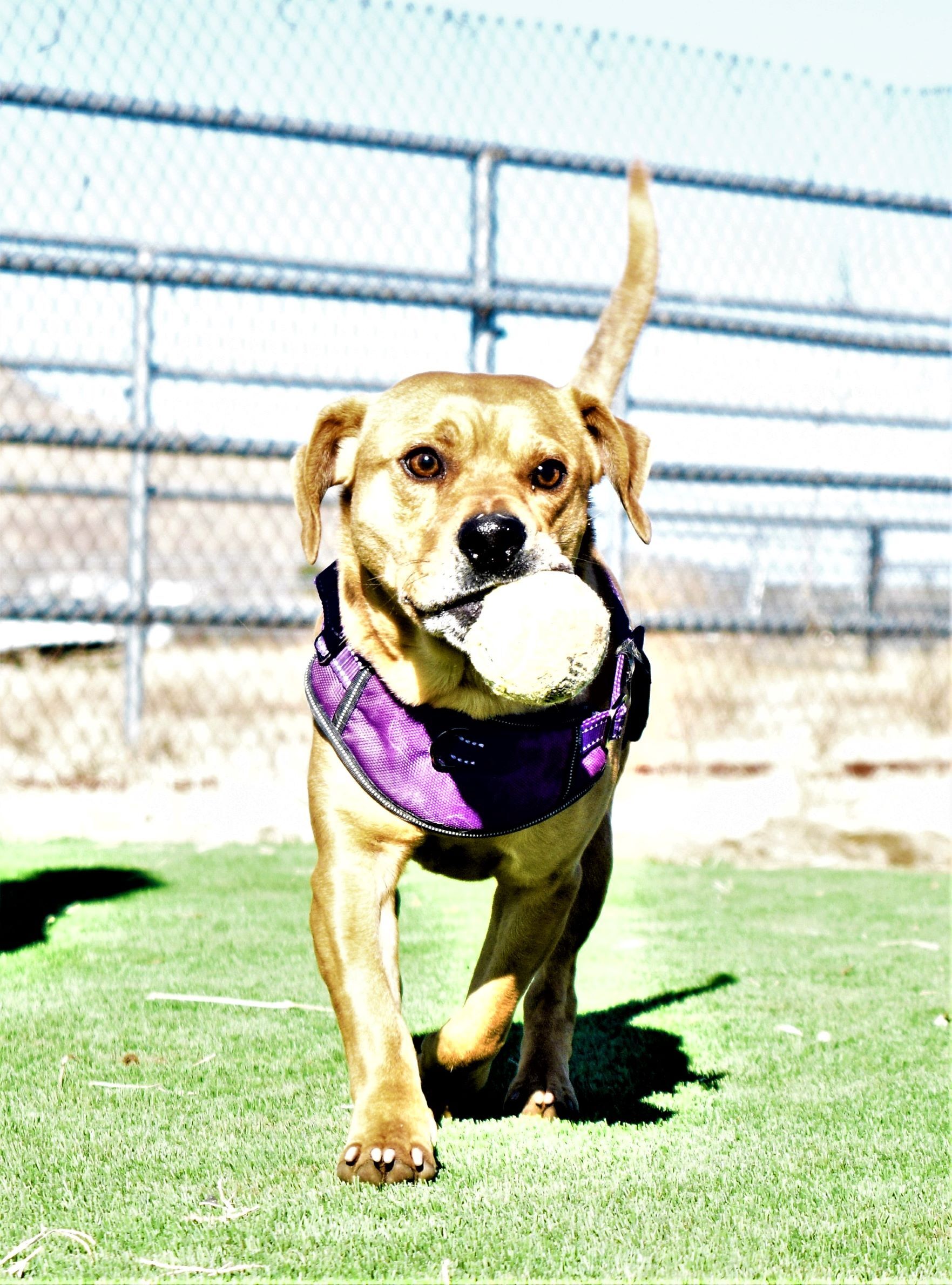 Dewey, an adoptable Dachshund in Mayer, AZ, 86333 | Photo Image 2